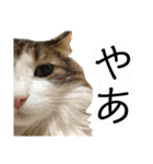 トロロ+おまけ（個別スタンプ：6）