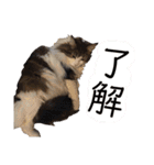 トロロ+おまけ（個別スタンプ：10）
