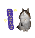 トロロ+おまけ（個別スタンプ：12）