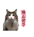 トロロ+おまけ（個別スタンプ：13）