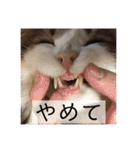 トロロ+おまけ（個別スタンプ：19）
