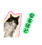 トロロ+おまけ（個別スタンプ：20）