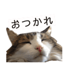トロロ+おまけ（個別スタンプ：23）