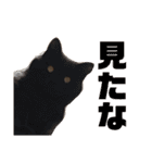 トロロ+おまけ（個別スタンプ：28）