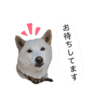 トロロ+おまけ（個別スタンプ：29）