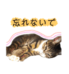 トロロ+おまけ（個別スタンプ：31）