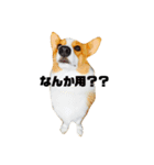 コーギーるきのスタンプ（個別スタンプ：1）