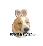 コーギーるきのスタンプ（個別スタンプ：7）