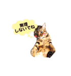 ベンガルライちゃん3（個別スタンプ：5）
