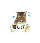 ベンガルライちゃん3（個別スタンプ：8）