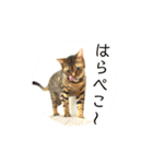 ベンガルライちゃん3（個別スタンプ：12）