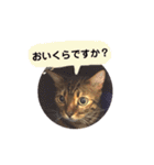 ベンガルライちゃん3（個別スタンプ：16）