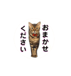 ベンガルライちゃん3（個別スタンプ：23）