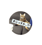 ベンガルライちゃん3（個別スタンプ：24）