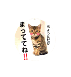 ベンガルライちゃん3（個別スタンプ：27）