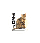 ベンガルライちゃん3（個別スタンプ：28）
