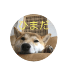 柴犬 福 桃（個別スタンプ：1）