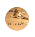 柴犬 福 桃（個別スタンプ：2）