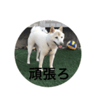 柴犬 福 桃（個別スタンプ：3）