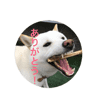 柴犬 福 桃（個別スタンプ：5）