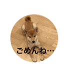 柴犬 福 桃（個別スタンプ：6）