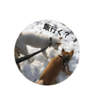 柴犬 福 桃（個別スタンプ：7）
