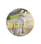 柴犬 福 桃（個別スタンプ：8）