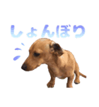 内気犬 チー太（個別スタンプ：2）