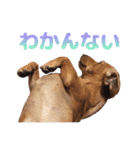 内気犬 チー太（個別スタンプ：3）