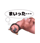 内気犬 チー太（個別スタンプ：4）