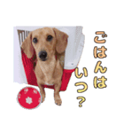 内気犬 チー太（個別スタンプ：5）