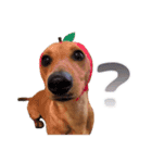 内気犬 チー太（個別スタンプ：7）