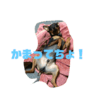 ヴィト子＆カイ2（個別スタンプ：16）