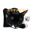 ねこネコぷーん（個別スタンプ：2）