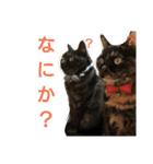 ねこネコぷーん（個別スタンプ：3）