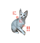 ねこネコぷーん（個別スタンプ：7）