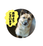 我が家のアイドルココロ（個別スタンプ：1）