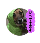 我が家のアイドルココロ（個別スタンプ：5）