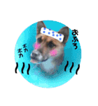 我が家のアイドルココロ（個別スタンプ：14）