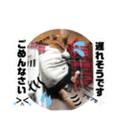 我が家のアイドルココロ（個別スタンプ：19）