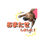 我が家のアイドルココロ（個別スタンプ：22）