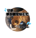 我が家のアイドルココロ（個別スタンプ：23）