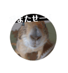 僕、テソロ。～もふもふ族 ～（個別スタンプ：1）