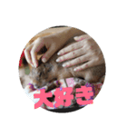 僕、テソロ。～もふもふ族 ～（個別スタンプ：2）