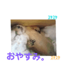 僕、テソロ。～もふもふ族 ～（個別スタンプ：3）