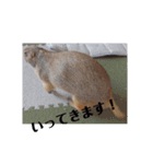 僕、テソロ。～もふもふ族 ～（個別スタンプ：6）