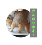 僕、テソロ。～もふもふ族 ～（個別スタンプ：7）