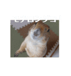 僕、テソロ。～もふもふ族 ～（個別スタンプ：8）