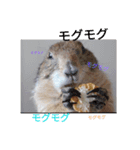 僕、テソロ。～もふもふ族 ～（個別スタンプ：10）