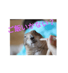 僕、テソロ。～もふもふ族 ～（個別スタンプ：11）